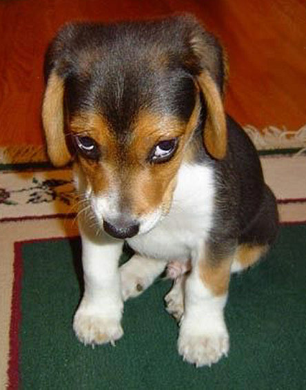 Date this georgeous Brazil girl B1942 from  B1942