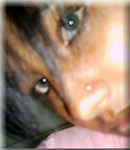 luscious Brazil girl  from Atibaia B1408