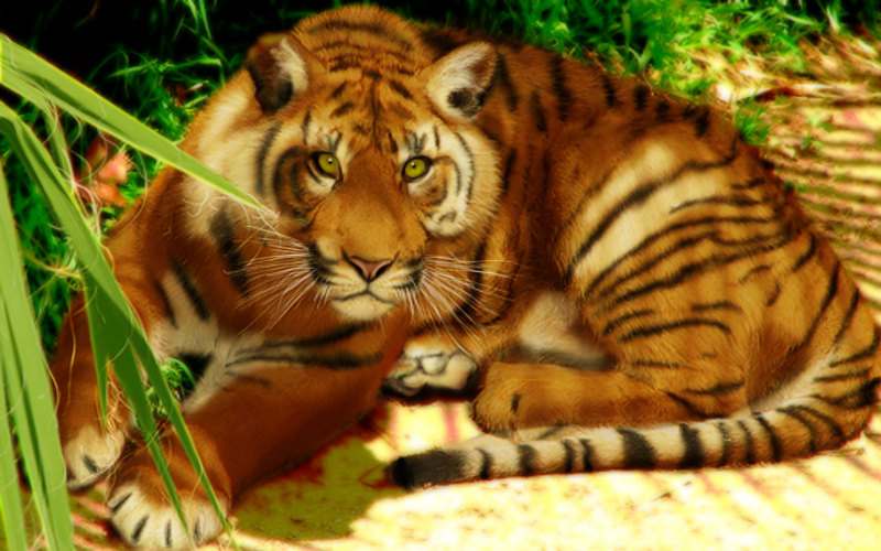 Date this athletic United States man Vinland999 from Elgin US5720