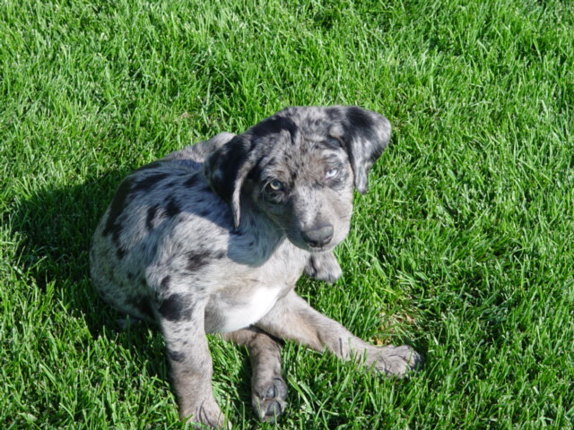 Date this funny United States man Renoprocess from Reno US7107