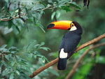 good-looking Peru man  from Lima PE319