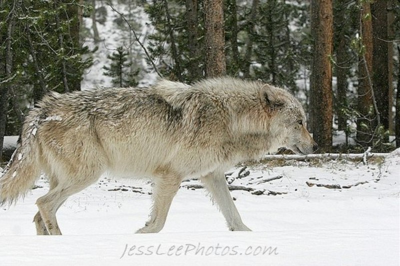 Date this exotic United States man Lycos2011 from Cincinnati US7254