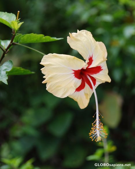 Date this foxy United States man Vincent from Brooklyn US7757