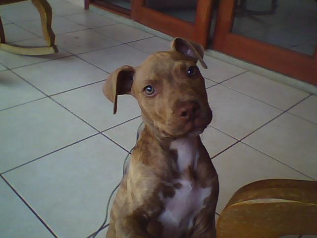 Date this cute Colombia man Pochito from Cali CO7099