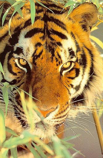 Date this passionate United States man Poohbear from Gainesville US10670